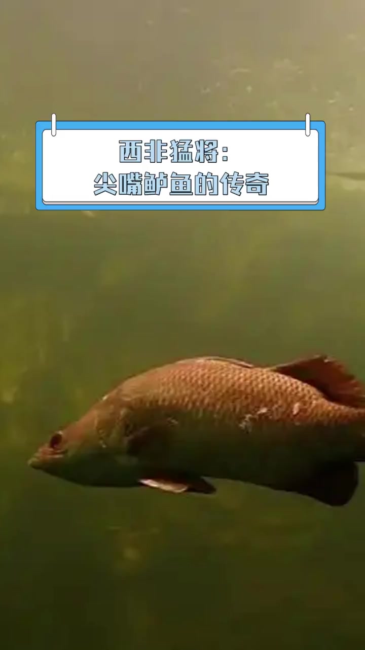 西非猛将:尖嘴鲈鱼的传奇