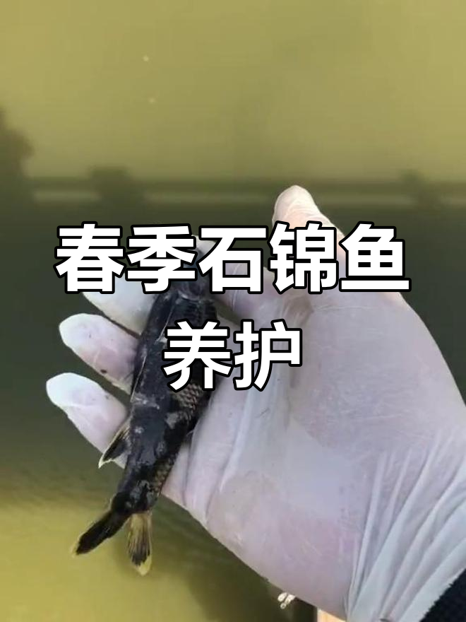 石鲫鱼:春季常见冷水观赏鱼,适合养在鱼缸里