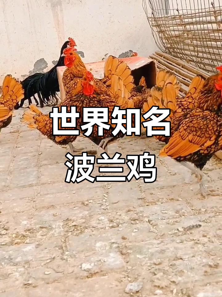 波兰鸡:美丽凤头,气质非凡