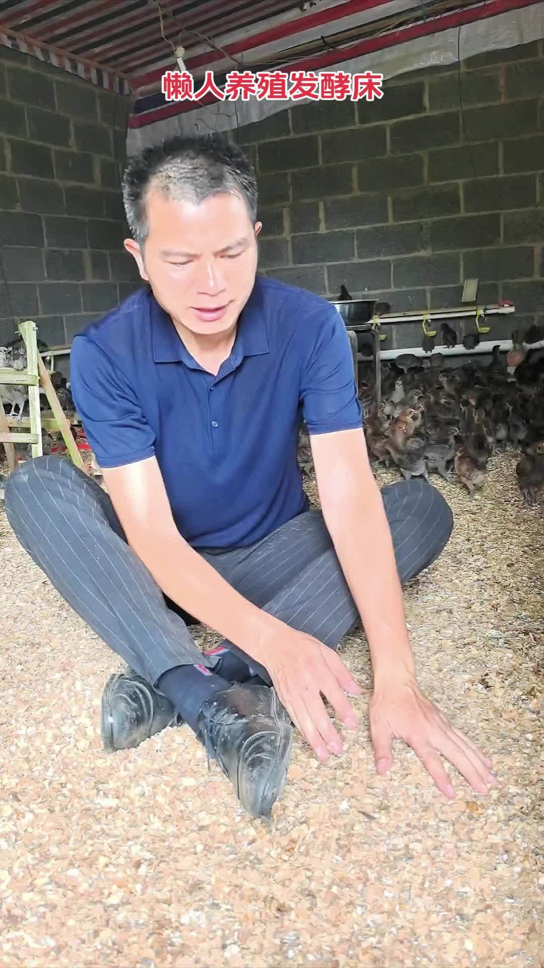 养殖 养鸡 鸡鸭鹅养殖 农村散养土鸡 发酵床 懒人养殖发酵床制作流程和菌种