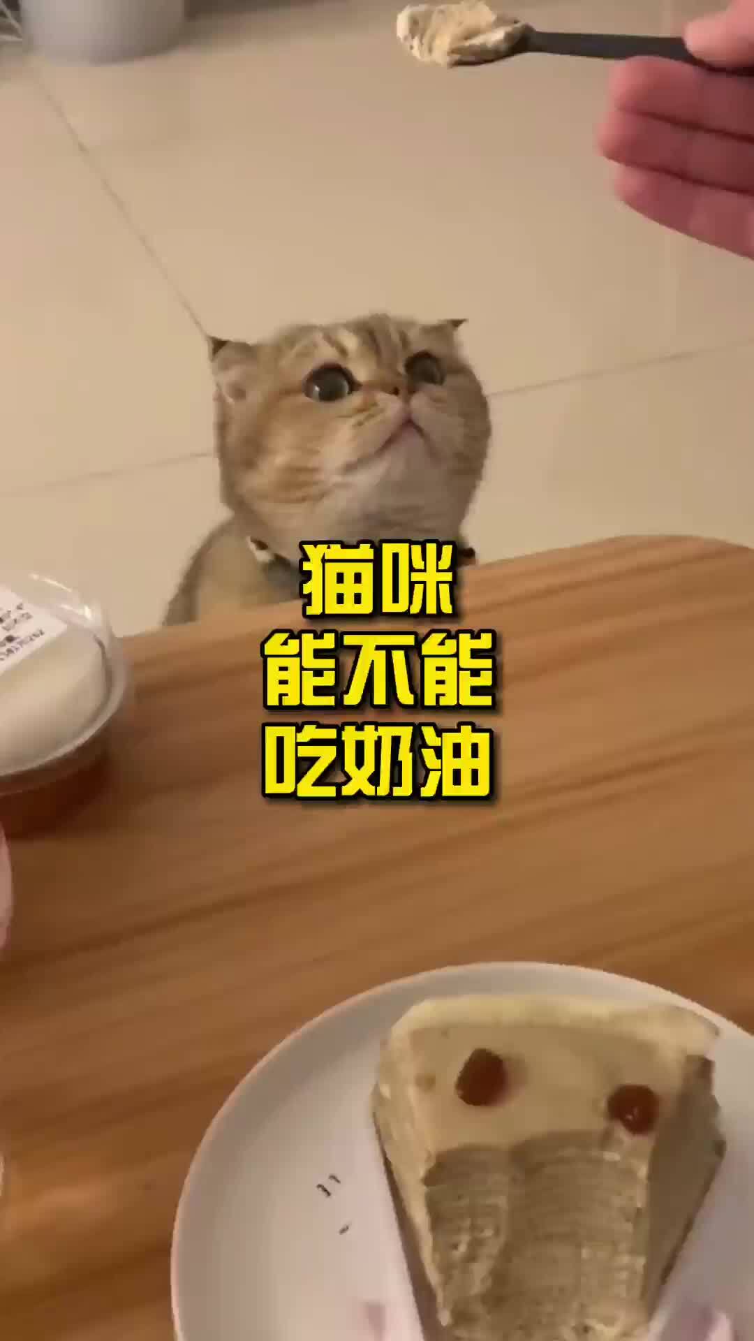猫咪能不能吃奶油