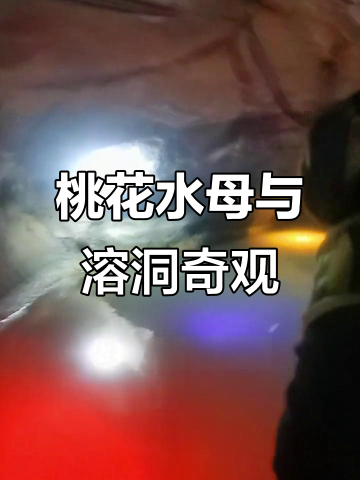凤阳山洞中的桃花水母,濒临灭绝的珍稀物种