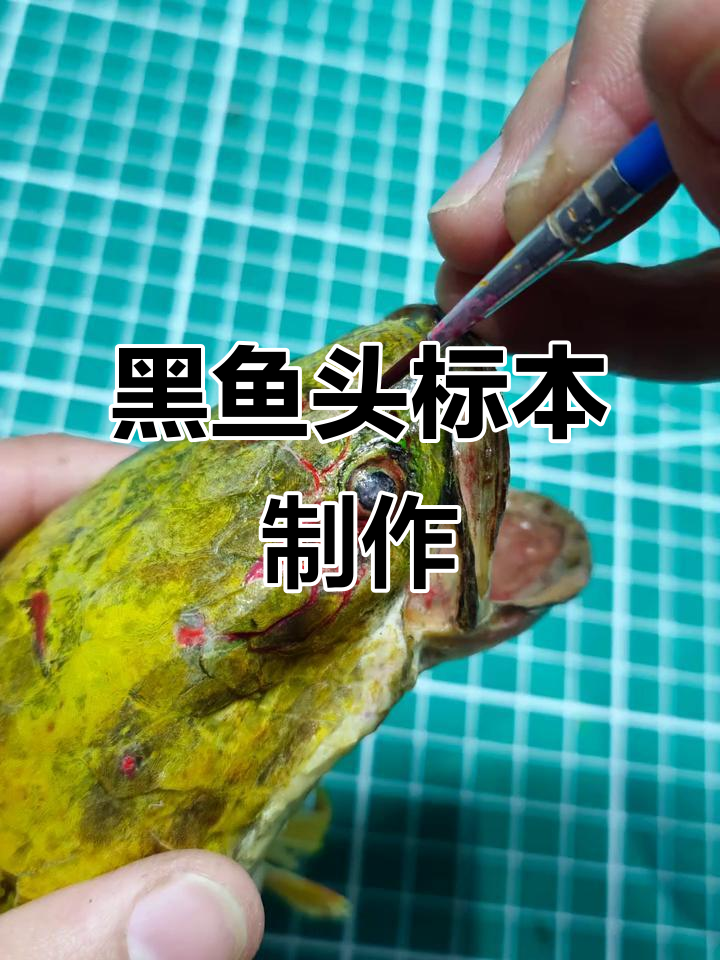 手工制作黑鱼头标本,雷龙鱼的独特魅力展示