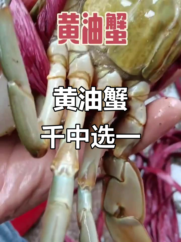 千里挑一的黄油蟹,千元一只的极品美味