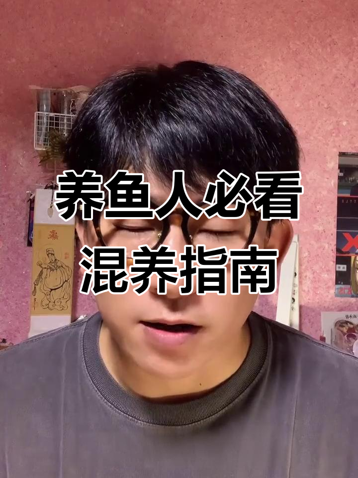 七彩天使鱼与迷你鹦鹉鱼的搭配技巧,打造和谐养鱼环境