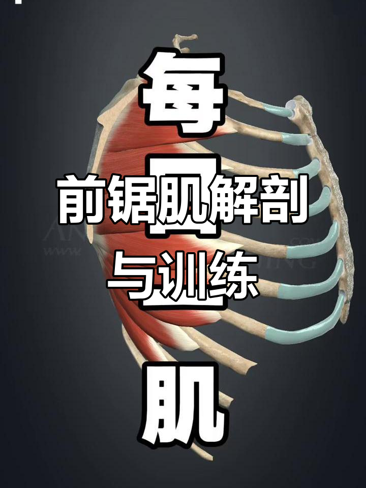 了解前锯肌:肩胛骨稳定与运动功能详解