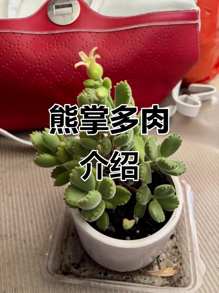 熊掌多肉植物：独特造型与养护技巧