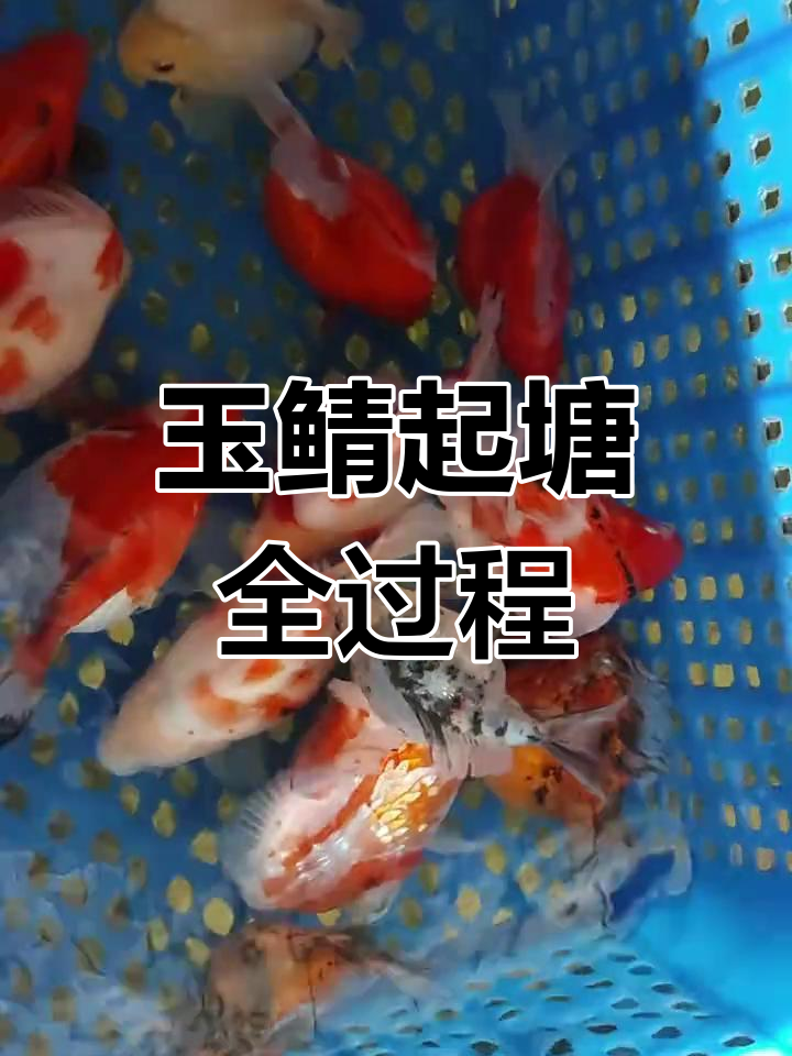 玉鲭繁殖揭秘:进口大日玉鲭的魅力与挑战