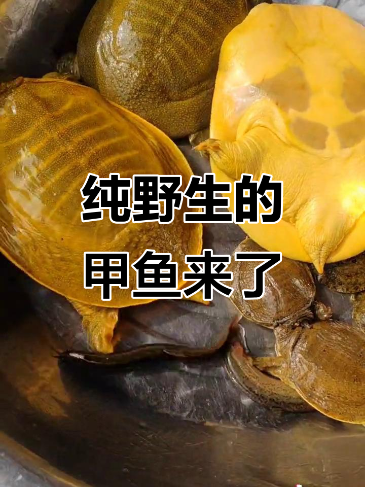 野生甲鱼到货，公母难辨，超新鲜！