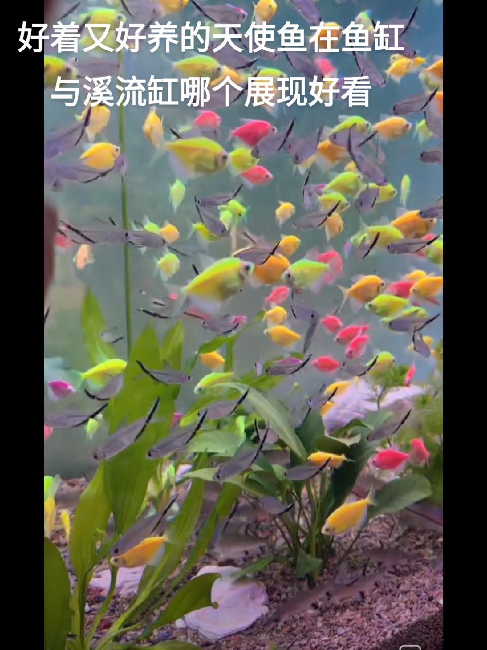 好看好养的天使鱼,放在鱼缸与溪流缸哪个效果好 观赏鱼世界 杨凌可丽爱水族 鱼闻天下
