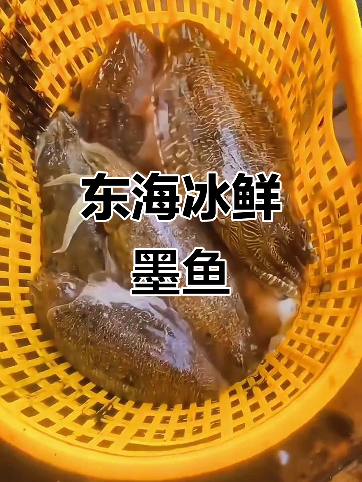 舟山东海冰鲜大墨鱼,新鲜美味不容错过