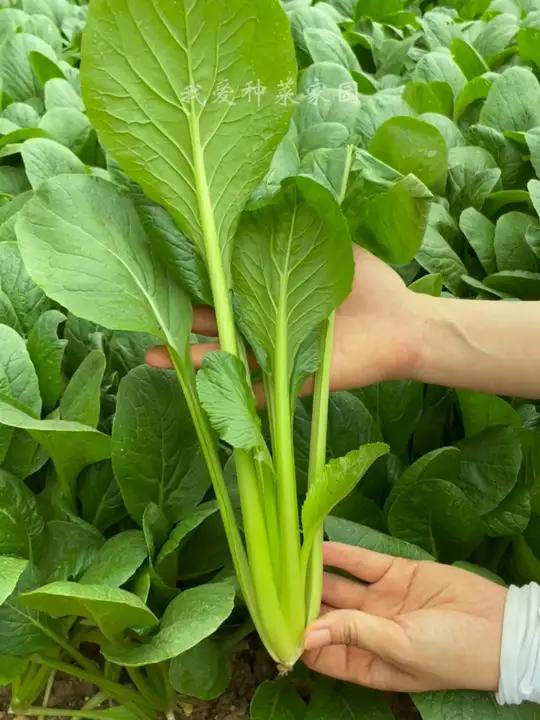 小菘菜种植简单生长快,口感清香脆嫩,大人小孩都爱吃