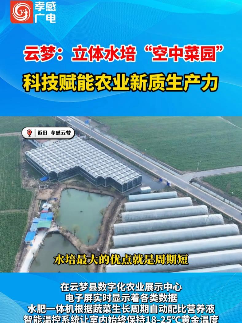 云梦:立体水培“空中菜园”科技赋能农业新质生产力 乡村振兴 水培植物