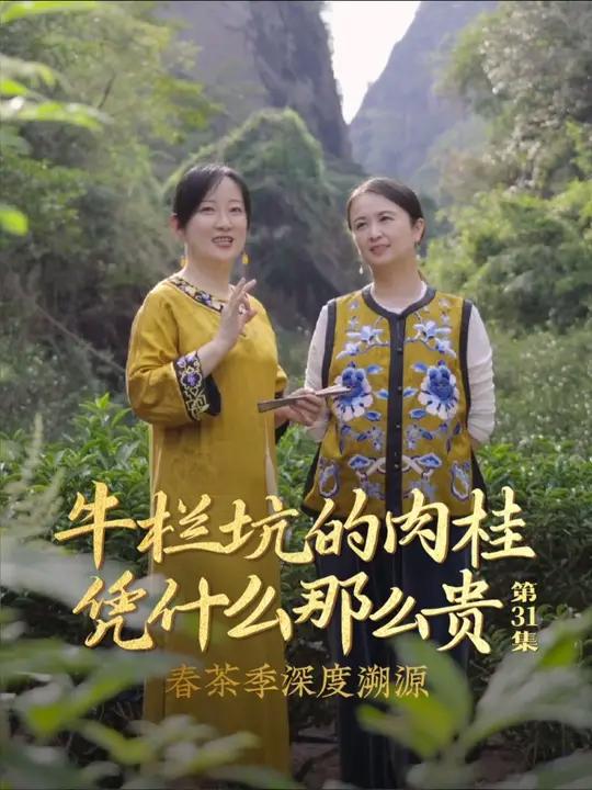 牛栏坑的肉桂,凭什么那么贵