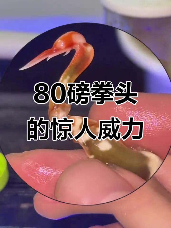 500块拳头竟然丢了?螳螂虾的神奇力量让人惊讶