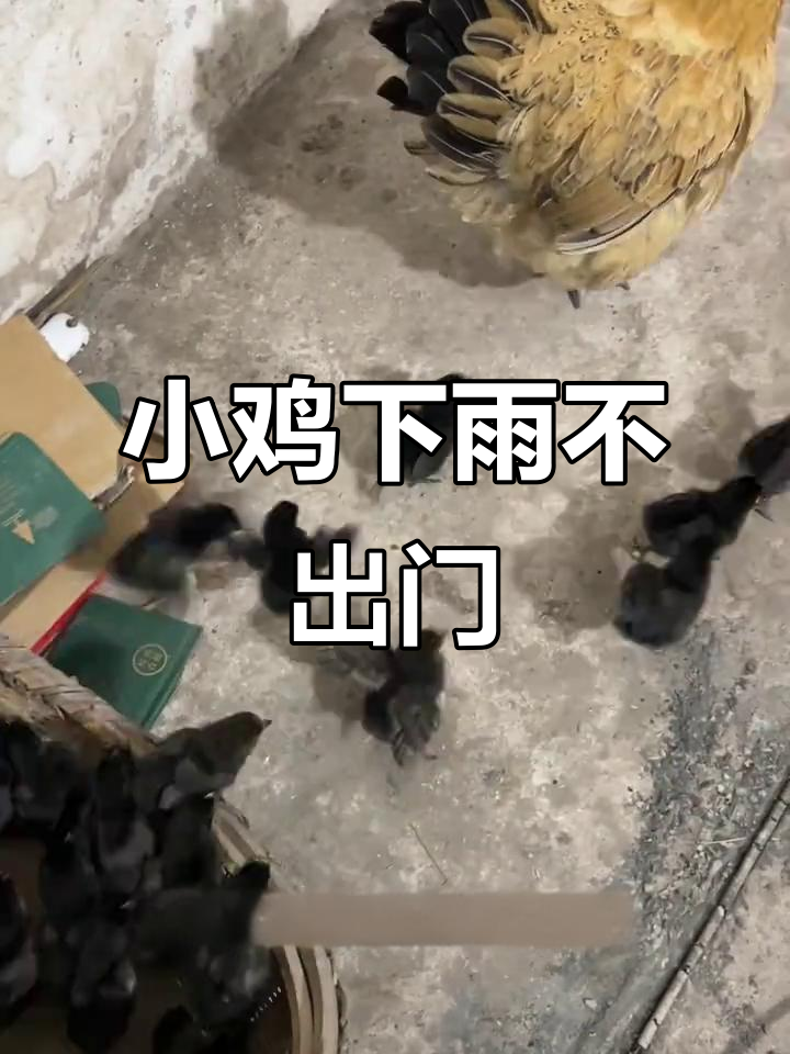 5月雨天别让小鸡出门,母鸡安心待家