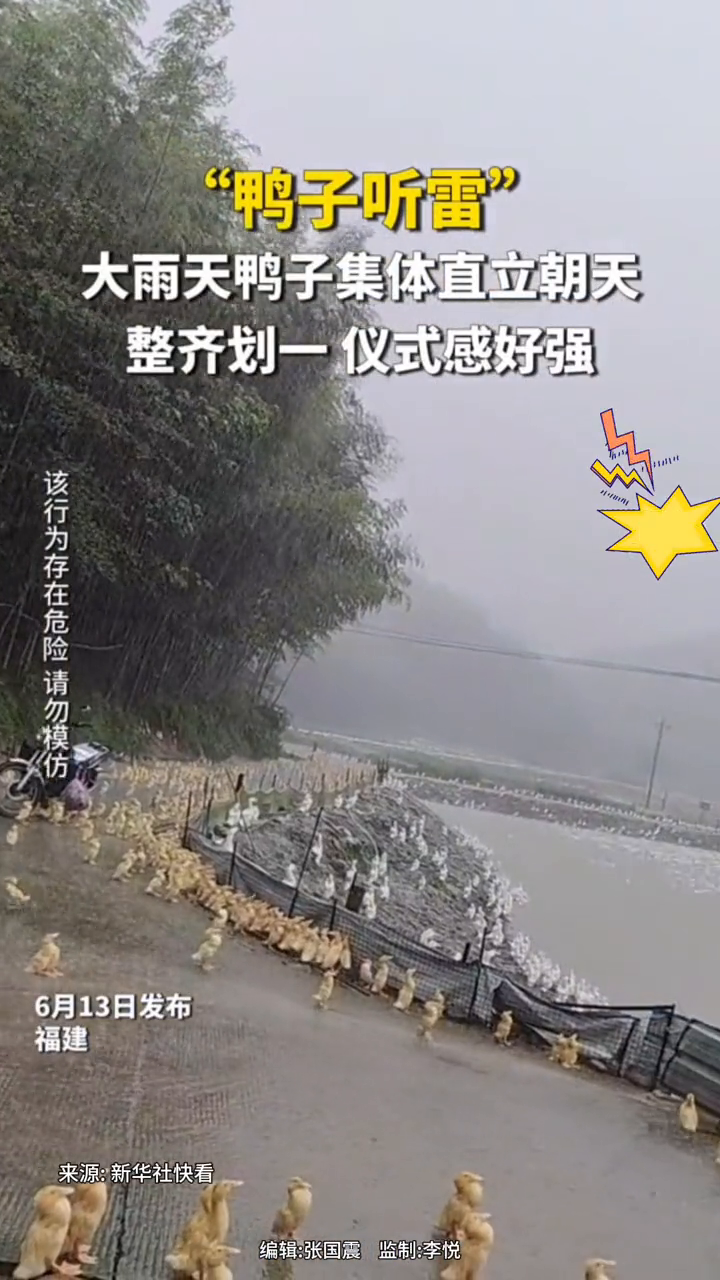 俗语“鸭子听雷”有画面了,雨天鸭子集体直立朝天,动作整齐划一