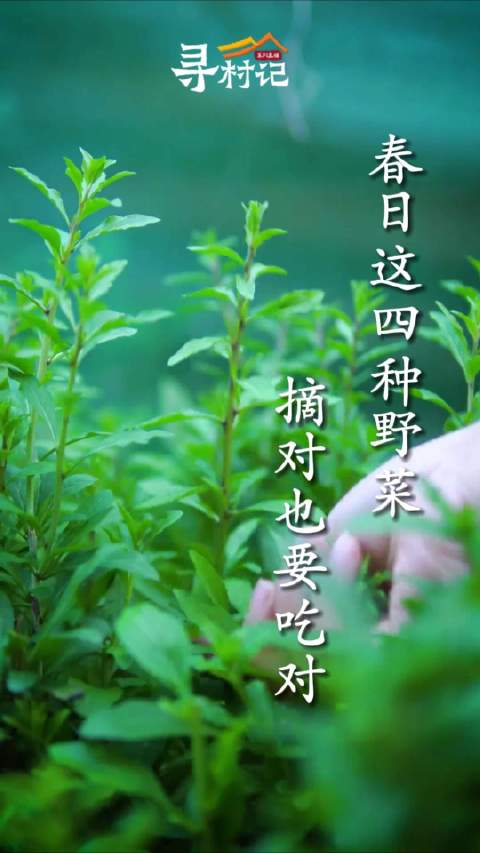 「10秒钟教你认识春日四种野菜」每年春天,挖野菜成为山东人踏青项目之一,在山间、麦田出现一