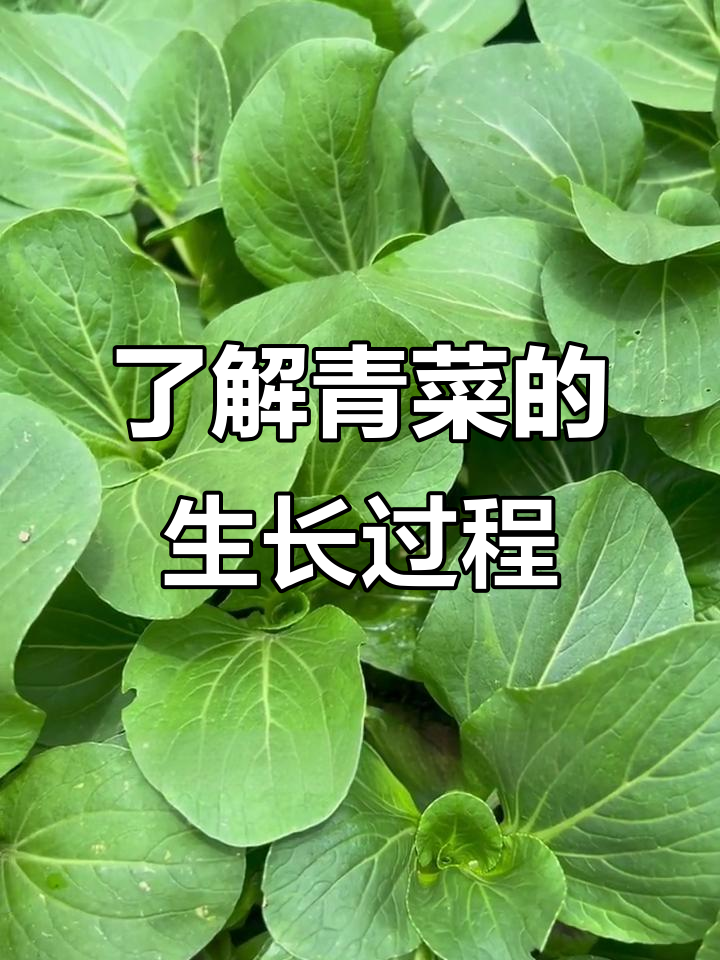 青菜的一生:从鸡毛菜到小青菜的成长与防虫技巧
