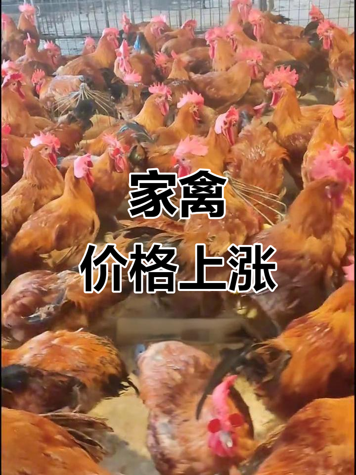 2026年2月3日四川家禽价飙升，成都配送火热