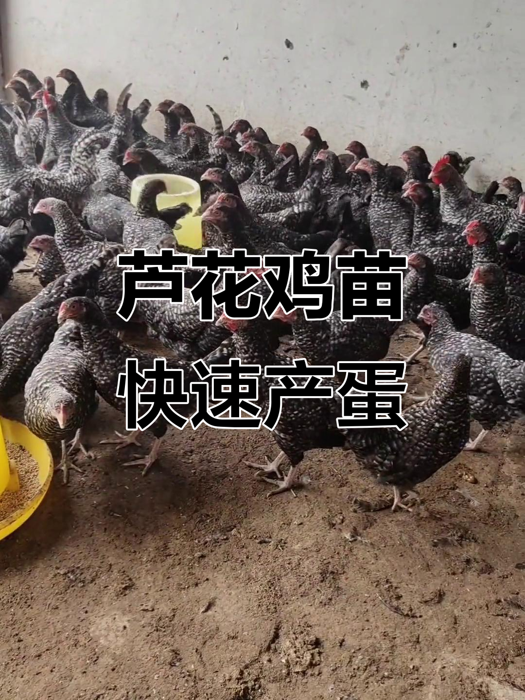 芦花鸡苗20天产蛋,公母搭配更高效