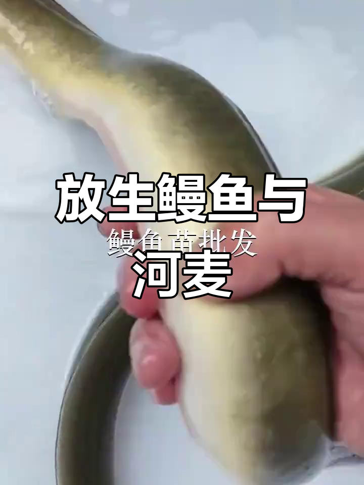 钦州浦北鱼苗场放生鳗鱼,潮州湘桥野生河麦现身