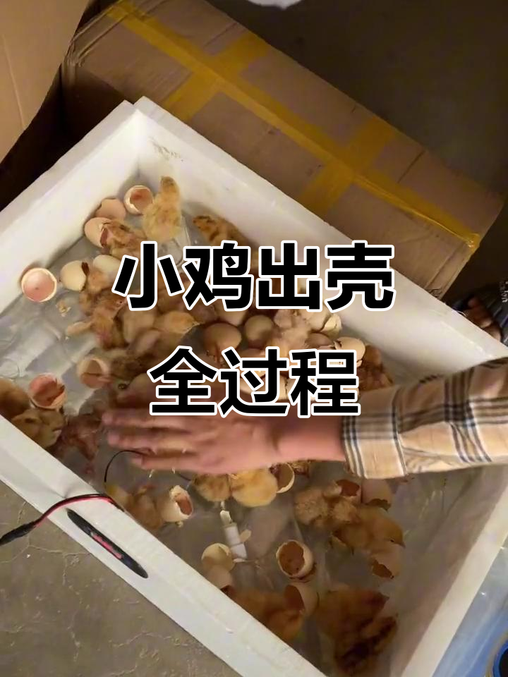 小鸡破壳,过程有趣,轻松学会!