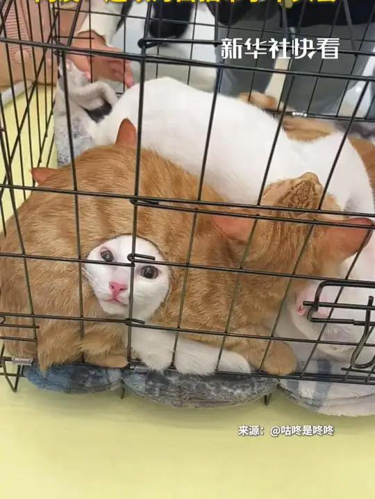 女子带猫猫外出找领养,猫猫太胆小,纷纷挤作一团,网友:还以为白猫带了个头套(感谢供稿:)
