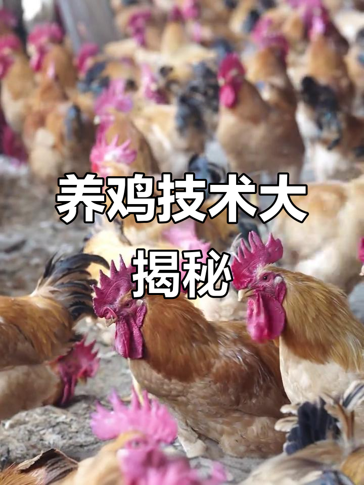 九斤红公鸡母鸡养殖全攻略，轻松掌握养鸡小技巧