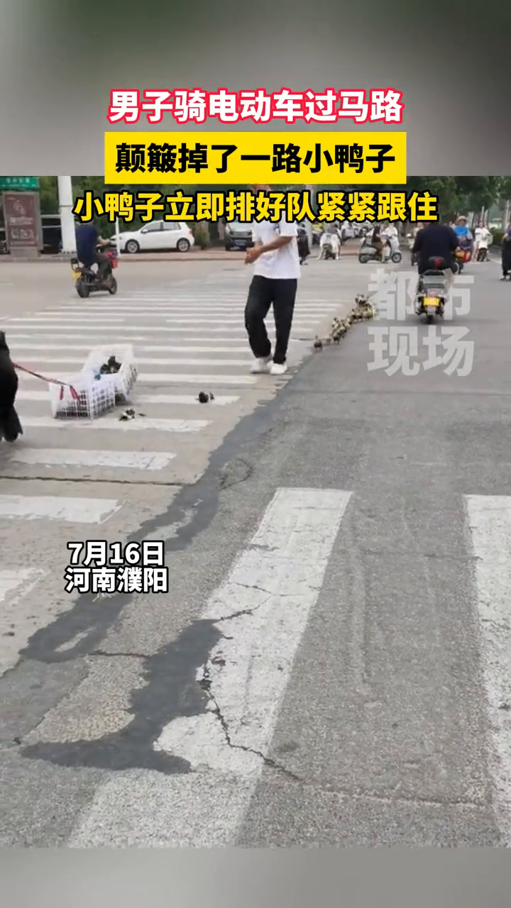 男子骑车载一群小鸭子过马路颠簸掉了,小鸭子立即排好队紧紧跟着