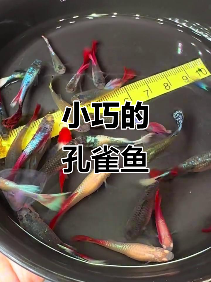 孔雀鱼并非大型观赏鱼，颜色变化背后的真相