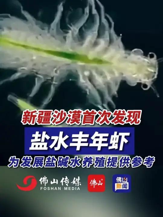 新疆沙漠首次发现盐水丰年虾,能为国内发展盐碱水养殖提供参考!(编辑:罗啟浩;责编:梁莹;素