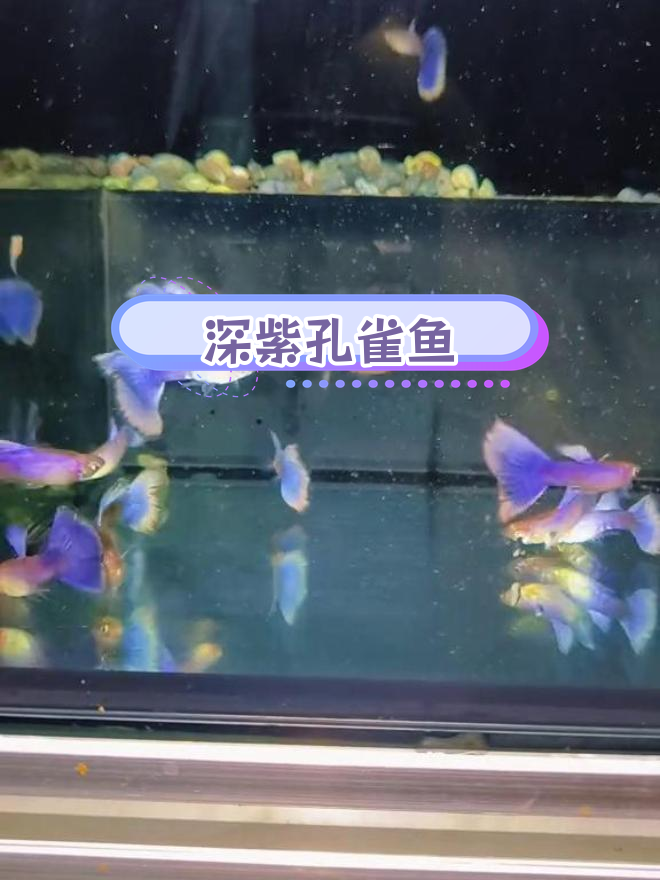 拉朱莉紫尾孔雀鱼:紫色最深的品种