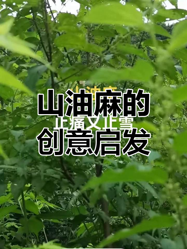 创作灵感:山油麻的魅力与启示