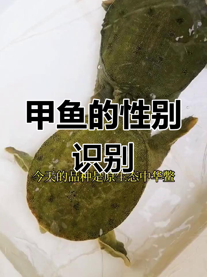 甲鱼公母辨别技巧与营养价值