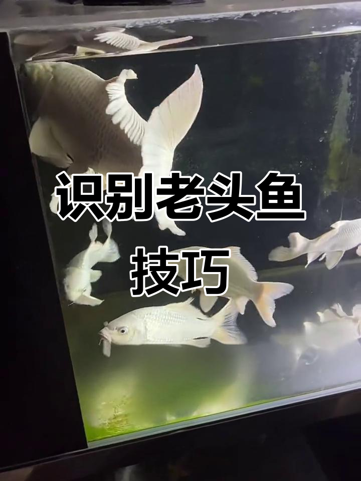 如何辨别“老头鱼”?掌握这些特征轻松分辨