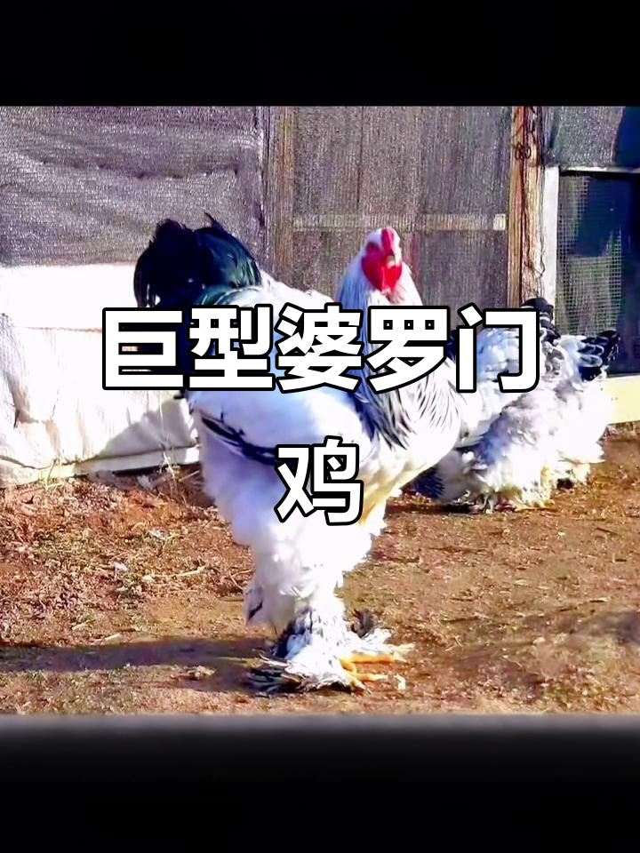 婆罗门鸡：巨型杂交公鸡，身高堪比八岁孩子