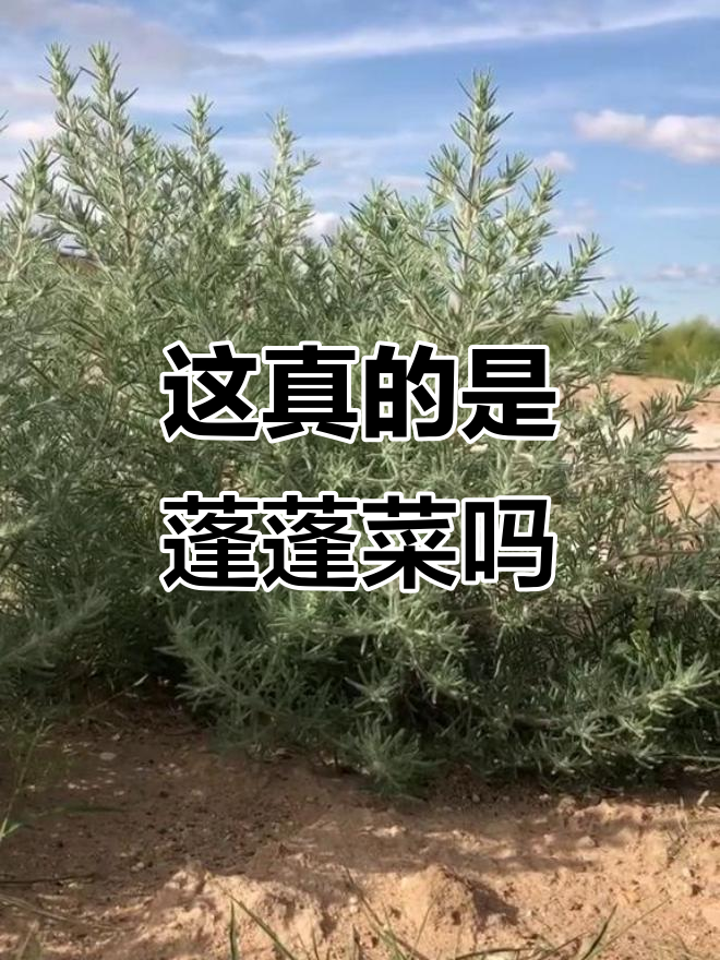 这是蓬蓬菜吗？嫩时拌凉菜超美味