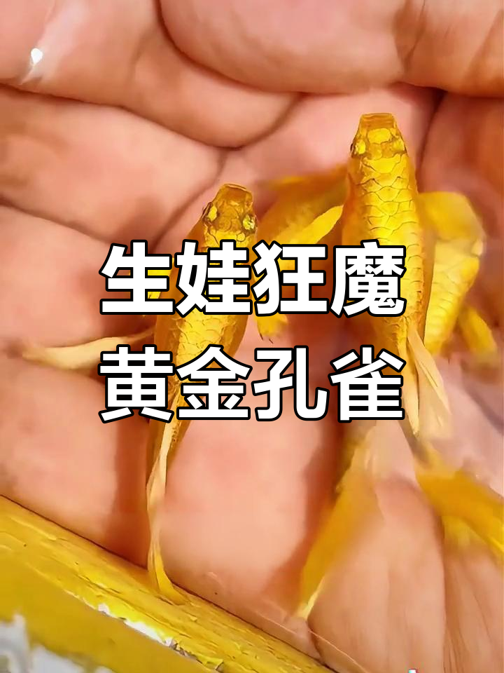 黄金孔雀鱼:金光闪闪的生娃高手