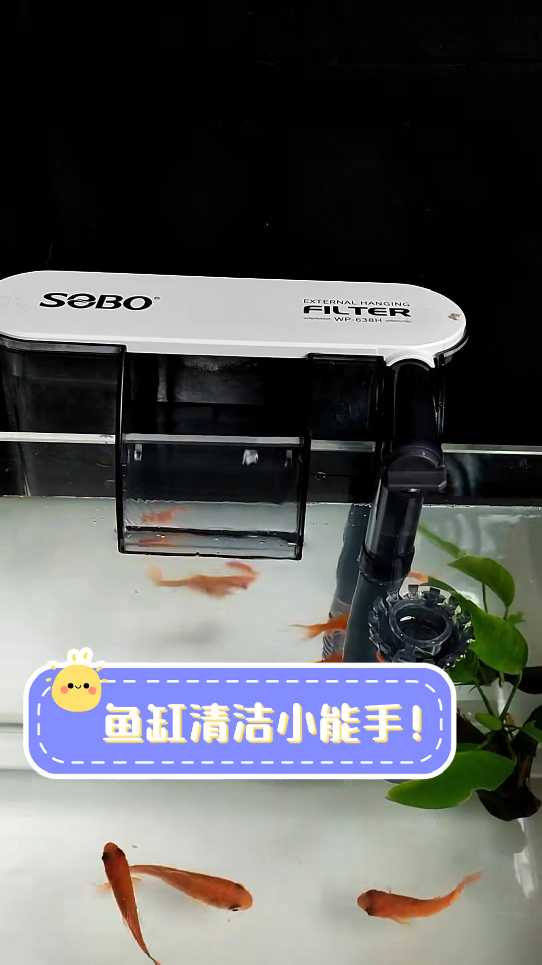 鱼缸清洁小能手！