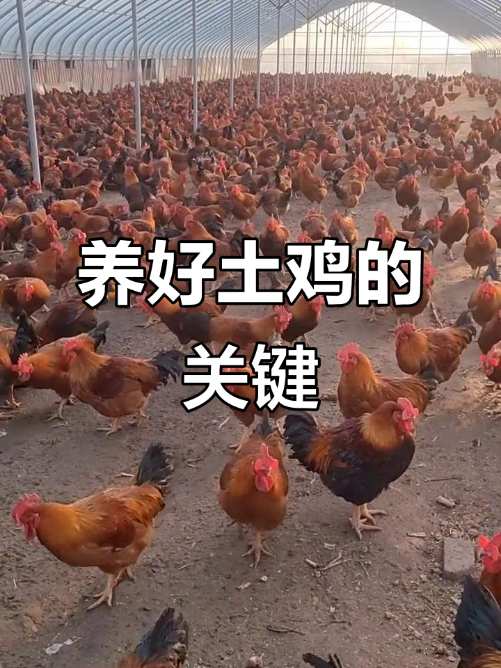 雏鸡健康养殖秘诀：环境、温度与休息状态全解析