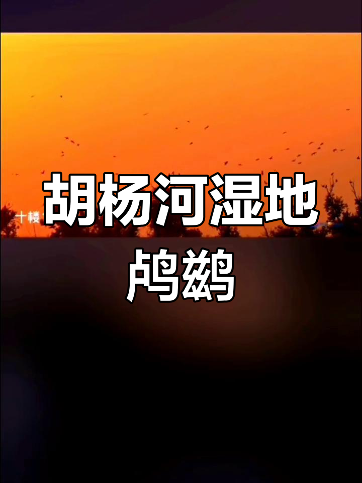 新疆胡杨河湿地公园:鸬鹚飞翔与芦苇美景