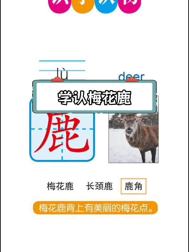 鹿的汉字与拼音学习