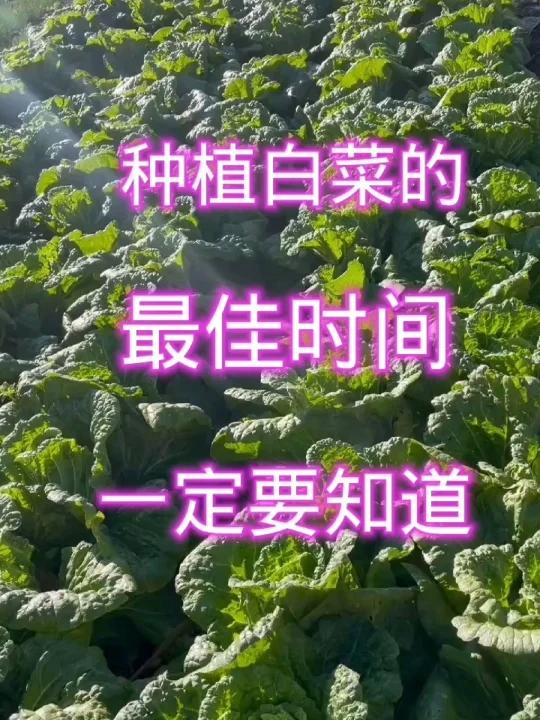 种植白菜的最佳时间