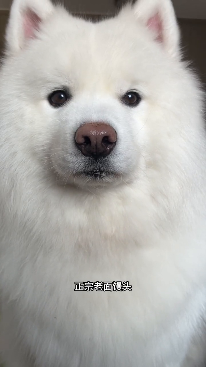 狗:我是什么馒头?说的我都饿了