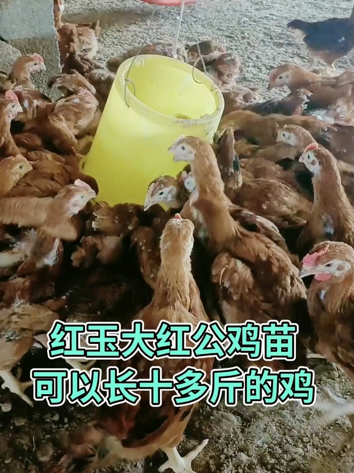 红玉大红公鸡苗,可以长十多斤的鸡
