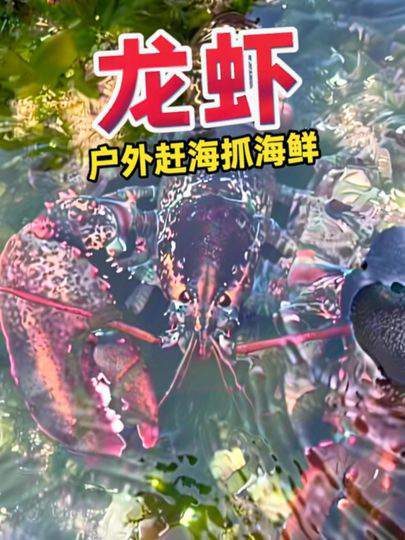户外赶海抓海鲜,真实捕捉龙虾