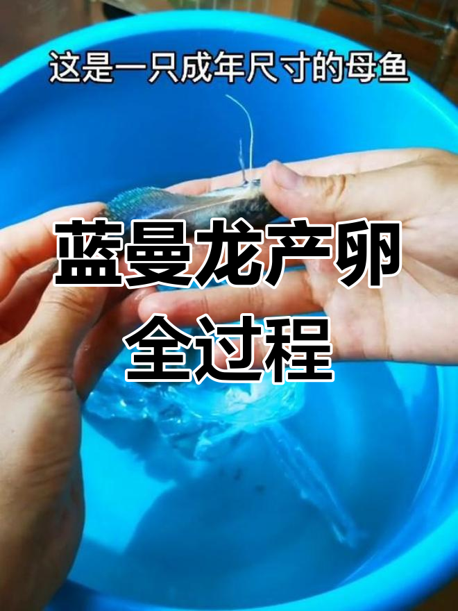 蓝曼龙鱼繁殖过程揭秘