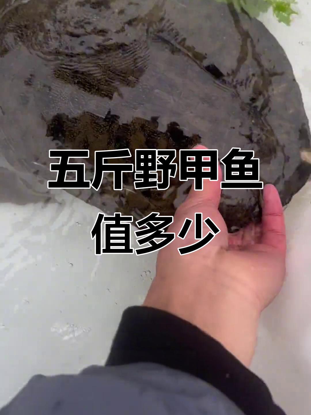 这两只甲鱼值多少钱？五斤野生河鱼，价格惊人！