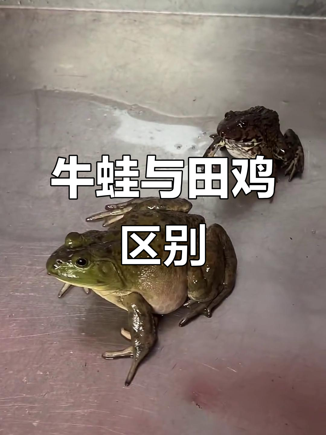 牛蛙和田鸡的区别,你了解吗?